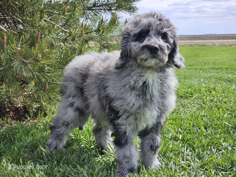 Draco – Goldendoodle puppy for sale in Boyden, IA