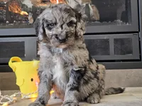 Draco, a male Goldendoodle for sale in Boyden, IA – Photo 6 of 10