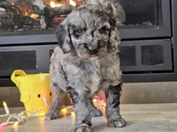 Draco, a male Goldendoodle for sale in Boyden, IA – Photo 10 of 10