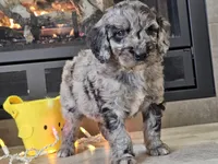 Draco, a male Goldendoodle for sale in Boyden, IA – Photo 5 of 10