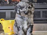 Draco, a male Goldendoodle for sale in Boyden, IA – Photo 1 of 10