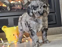 Draco, a male Goldendoodle for sale in Boyden, IA – Photo 9 of 10