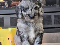 Draco, a male Goldendoodle for sale in Boyden, IA – Photo 3 of 10