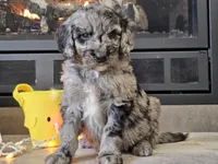 Draco, a male Goldendoodle for sale in Boyden, IA – Photo 8 of 10