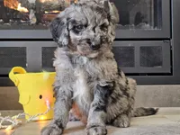 Draco, a male Goldendoodle for sale in Boyden, IA – Photo 2 of 10