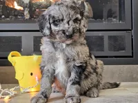 Draco, a male Goldendoodle for sale in Boyden, IA – Photo 4 of 10