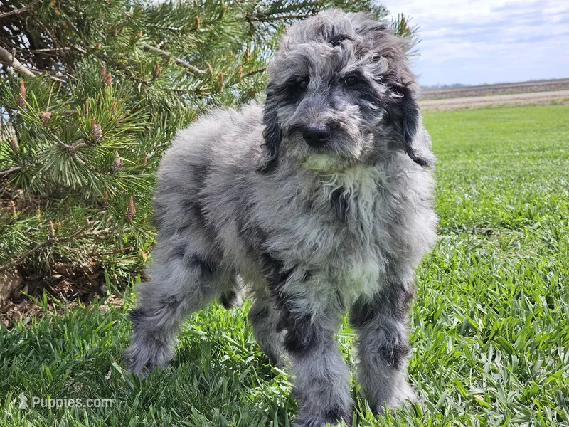Draco – Goldendoodle puppy for sale in Boyden, IA