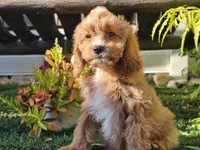 Gideon, a male Cavapoo for sale in Boyden, IA – 3 of 10