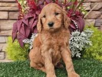 Wally, a male Goldendoodle for sale in Boyden, IA – 5 of 10