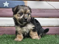 Keegan , a male Morkie for sale in Boyden, IA – 2 of 10