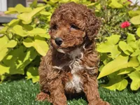 Peanut , a male Poodle - Miniature  for sale in Boyden, IA – 8 of 10