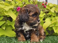 Nori, a female Shihpoo for sale in Boyden, IA – 8 of 10