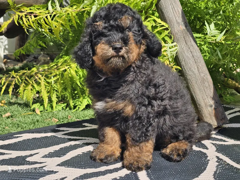 Suki – Miniature Bernedoodle puppy for sale in Boyden, IA