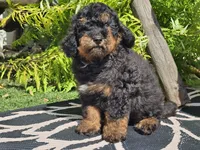 Suki, a male Miniature Bernedoodle for sale in Boyden, IA – 1 of 9