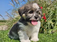 Ella, a female Shorkie for sale in Boyden, IA – 7 of 10