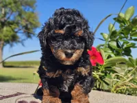 Ian, a male Havapoo for sale in Boyden, IA – 8 of 10