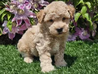 Sunny, a male Havapoo for sale in Boyden, IA – 10 of 10