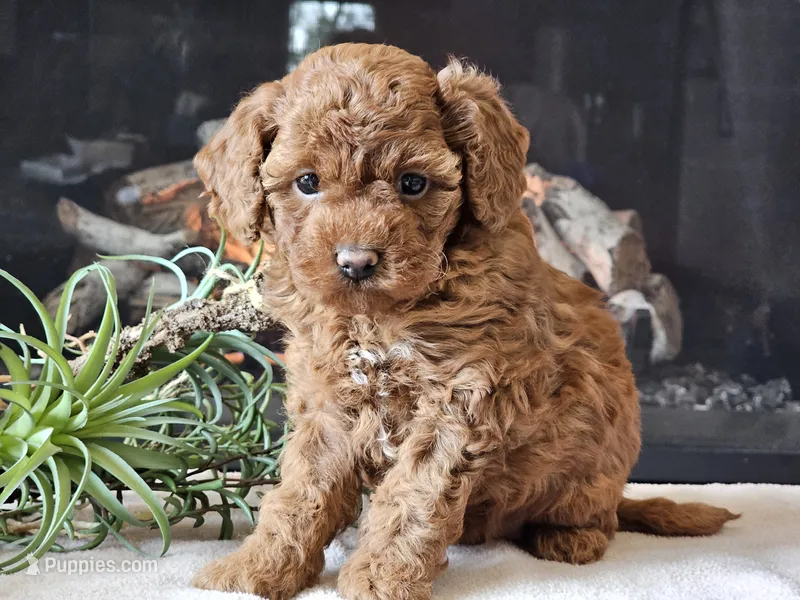 Kairi – Cavapoo puppy for sale in Boyden, IA