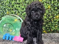 Felix, a male Whoodle for sale in Boyden, IA – 7 of 10
