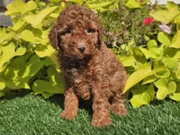 Polly, a female Poodle - Miniature  for sale in Boyden, IA – 2 of 10