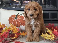 Renee, a female Cavapoo for sale in Boyden, IA – 8 of 10