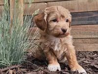 Rosa, a female Havapoo for sale in Boyden, IA – 2 of 10