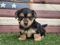 Krissy, a female Morkie for sale in Boyden, IA – 3 of 10