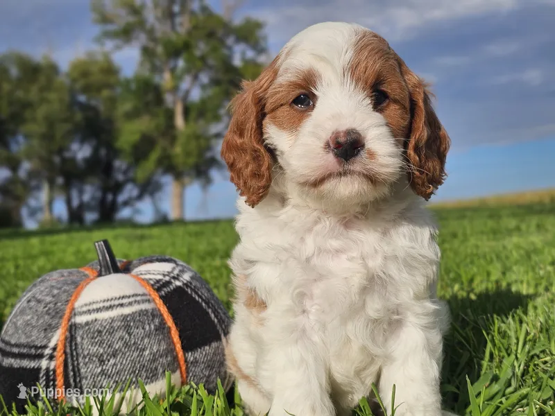 Jinx – Cavapoo puppy for sale in Boyden, IA