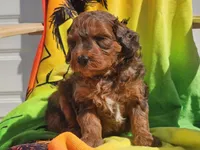 Stitch, a male Miniature Bernedoodle for sale in Boyden, IA – 6 of 10