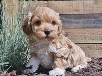 Raija, a female Havapoo for sale in Boyden, IA – 7 of 10