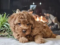 Kai, a female Cavapoo for sale in Boyden, IA – 5 of 10
