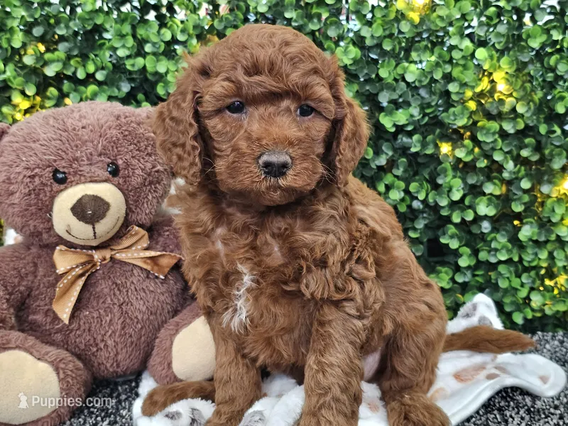 Flynn – Cockapoo puppy for sale in Boyden, IA