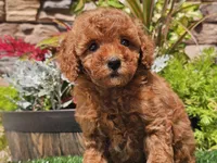 Dascha, a female Poodle - Miniature  for sale in Boyden, IA – 2 of 10