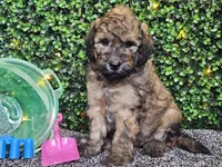 Fletcher , a male Whoodle for sale in Boyden, IA – 2 of 10