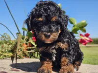 Ian, a male Havapoo for sale in Boyden, IA – 9 of 10