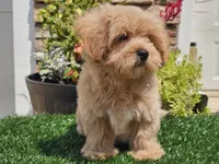 Laker, a male Maltipoo for sale in Boyden, IA – 4 of 10