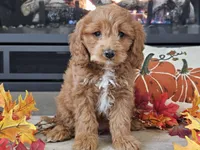 Renee, a female Cavapoo for sale in Boyden, IA – 3 of 10