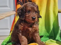 Sultan, a male Miniature Bernedoodle for sale in Boyden, IA – 9 of 10