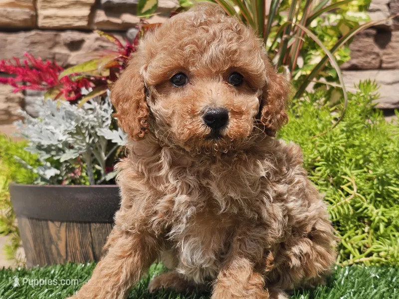 Daika – Poodle - Miniature  puppy for sale in Boyden, IA