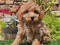 Daika, a female Poodle - Miniature  for sale in Boyden, IA – 1 of 10