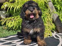 Suki, a male Miniature Bernedoodle for sale in Boyden, IA – 7 of 9
