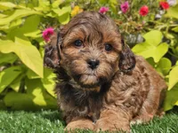 Nash, a male Shihpoo for sale in Boyden, IA – 6 of 10