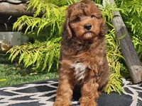 Stitch, a male Miniature Bernedoodle for sale in Boyden, IA – 2 of 10