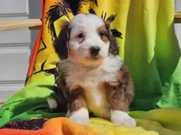 Sonic, a male Miniature Bernedoodle for sale in Boyden, IA – 8 of 10