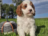 Jinx, a male Cavapoo for sale in Boyden, IA – 8 of 10