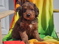 Sultan, a male Miniature Bernedoodle for sale in Boyden, IA – 2 of 10