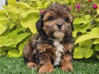 Nova, a female Shihpoo for sale in Boyden, IA – 6 of 10