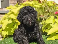 Panda, a male Poodle - Miniature  for sale in Boyden, IA – 3 of 10