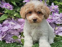 Cardi, a female Havapoo for sale in Boyden, IA – 5 of 10