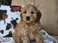 Jax, a male Miniature Goldendoodle for sale in Boyden, IA – 8 of 10
